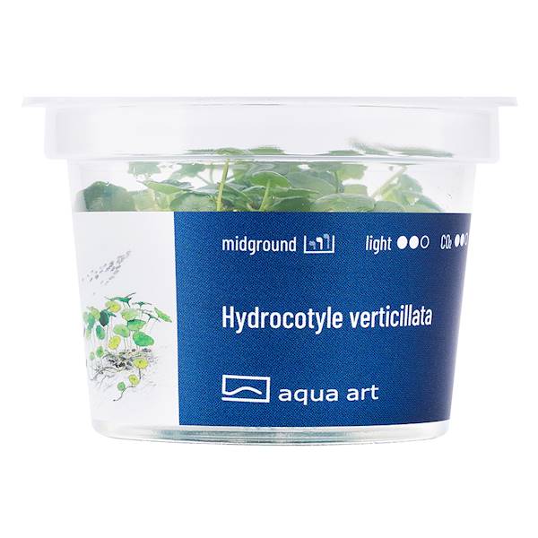 Hydrocotyle verticillata
