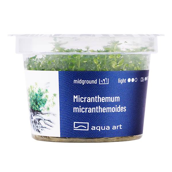 Micranthemum micranthemoides