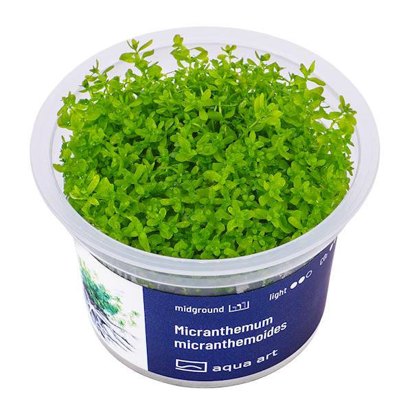Micranthemum micranthemoides