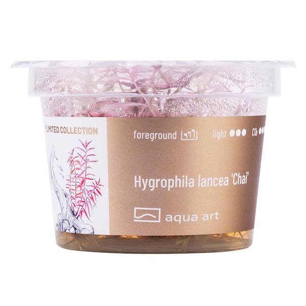 Hygrophila lancea 'Chai'