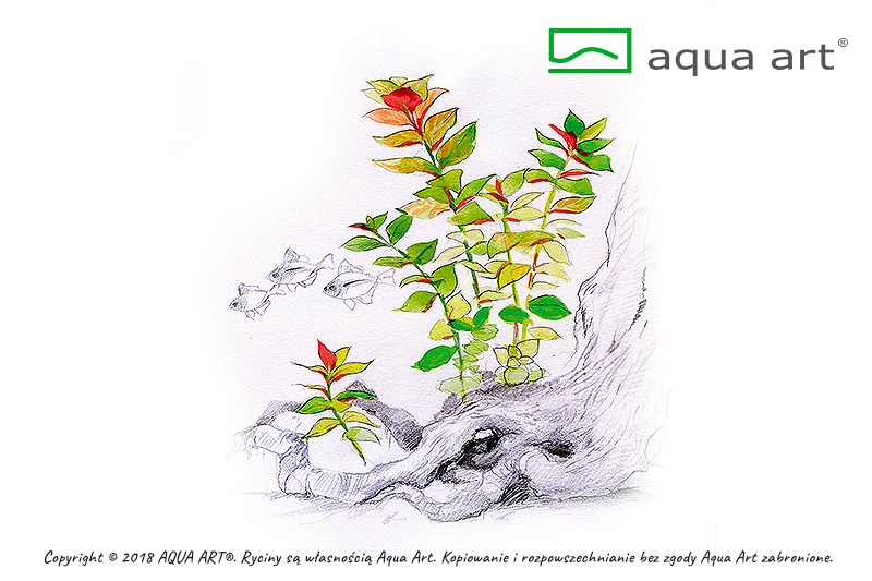 Ludwigia repens 'Mesakana'