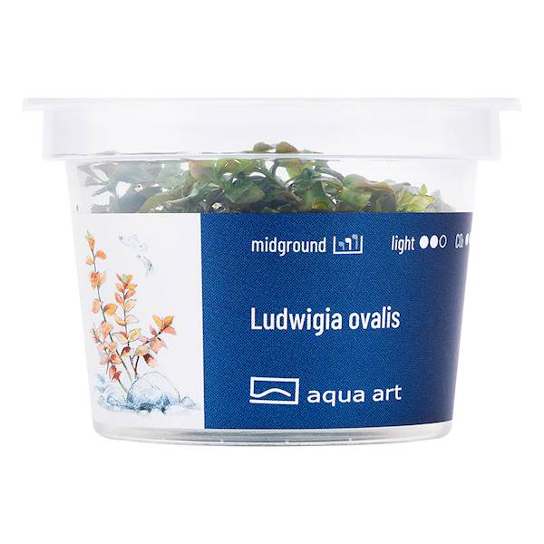 Ludwigia ovalis