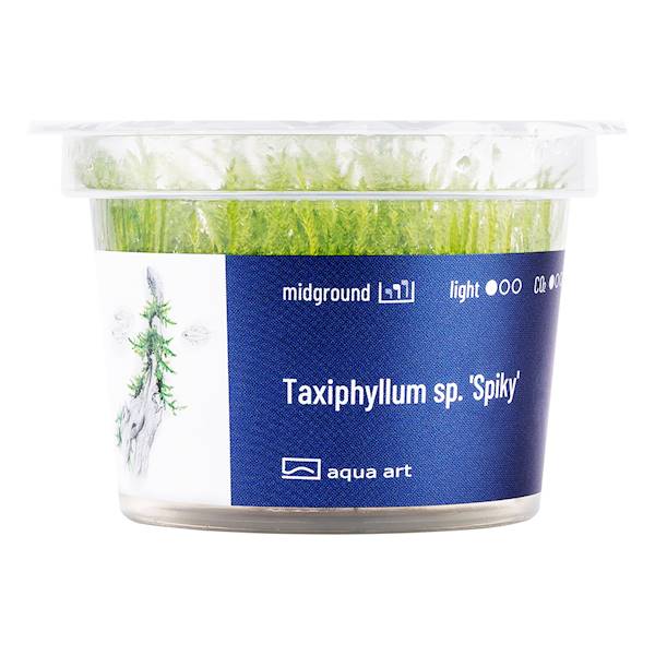 Taxiphyllum 'Spiky'