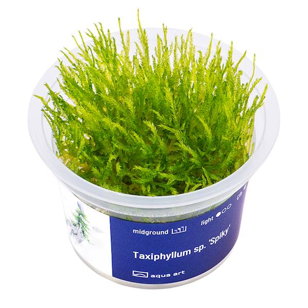 Taxiphyllum 'Spiky'