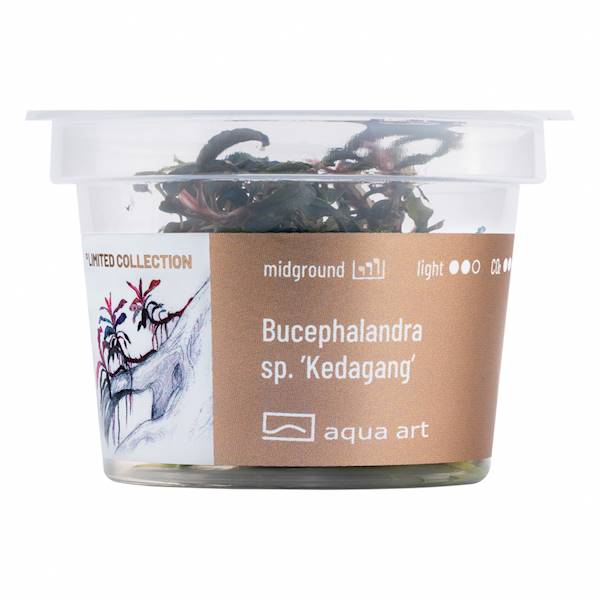 Bucephalandra sp. ’Kedagang’