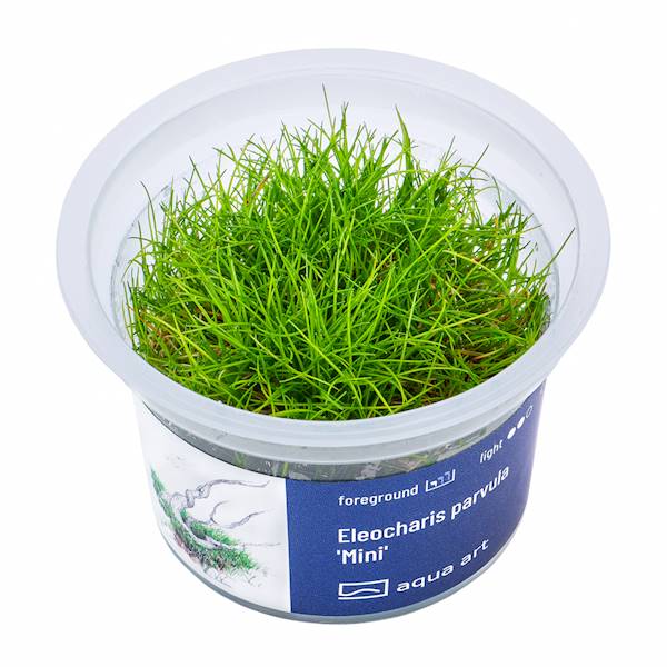 Eleocharis parvula ’Mini’