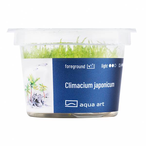 Climacium japonicum