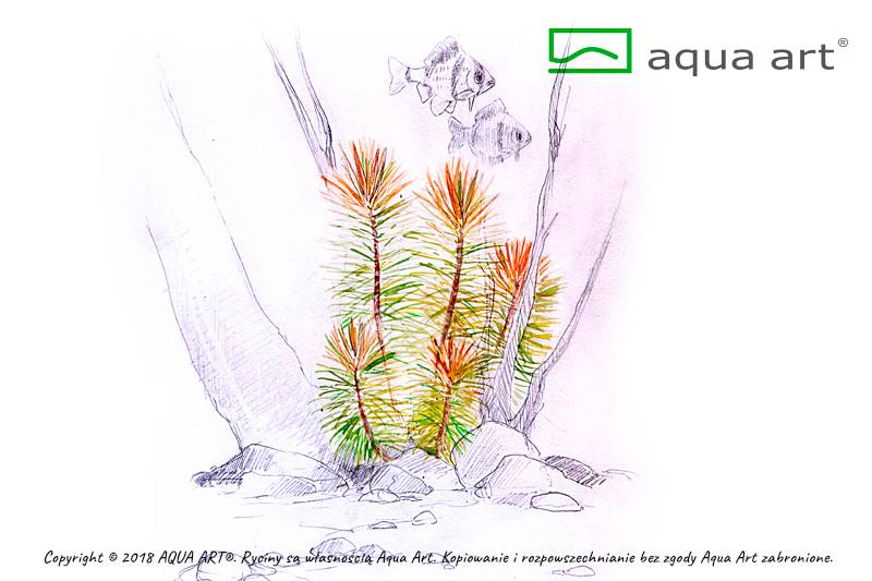 Pogostemon erectus