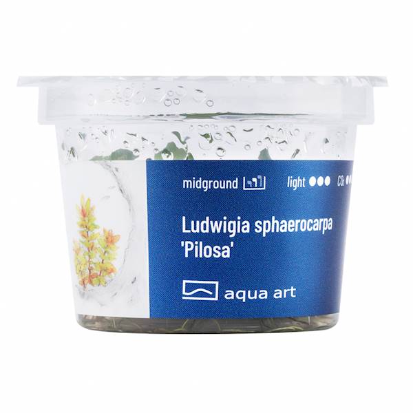 Ludwigia sphaerocarpa 'Pilosa'