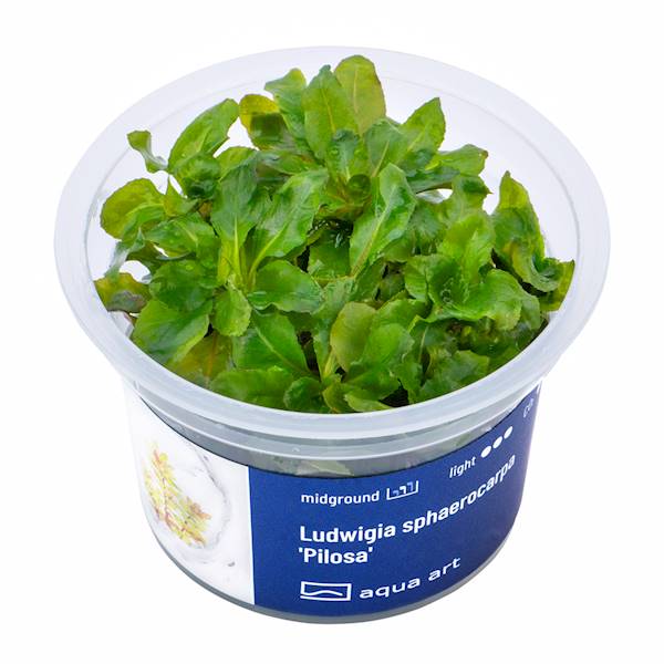 Ludwigia sphaerocarpa 'Pilosa'