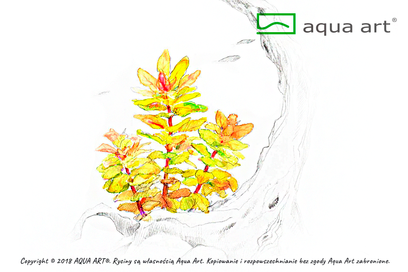 Ludwigia sphaerocarpa 'Pilosa'