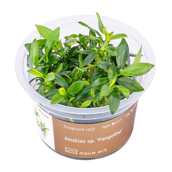 Anubias barteri sp. ’Pangolino’
