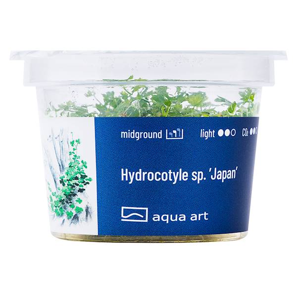 Hydrocotyle sp.'Japan'