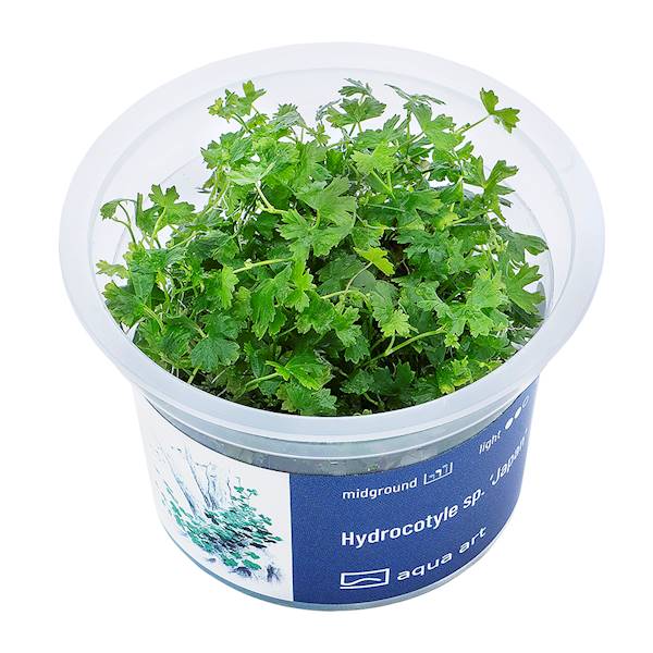 Hydrocotyle sp.'Japan'