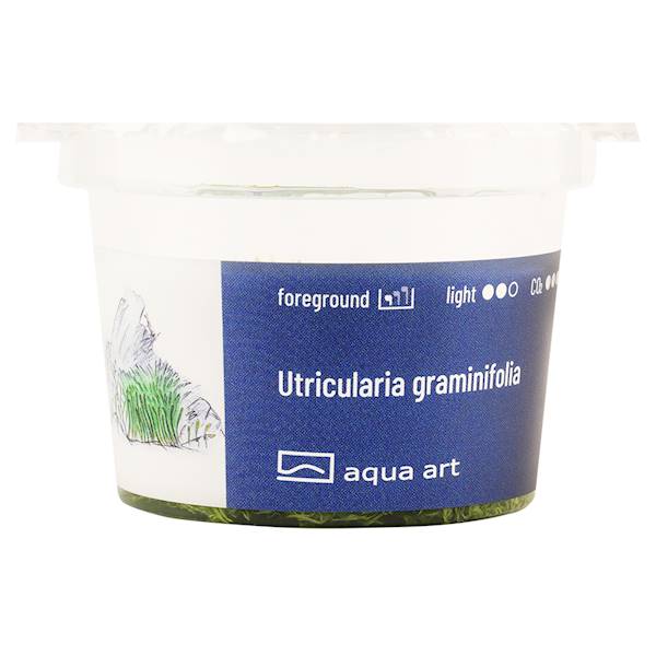 Utricularia graminifolia 