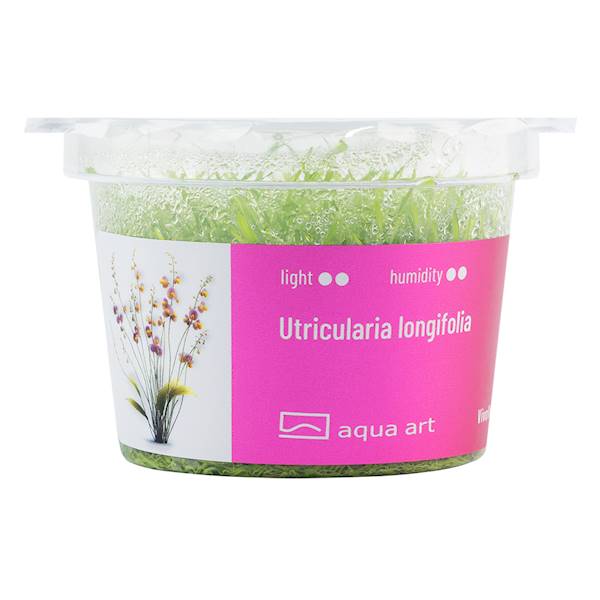 Utricularia longifolia  