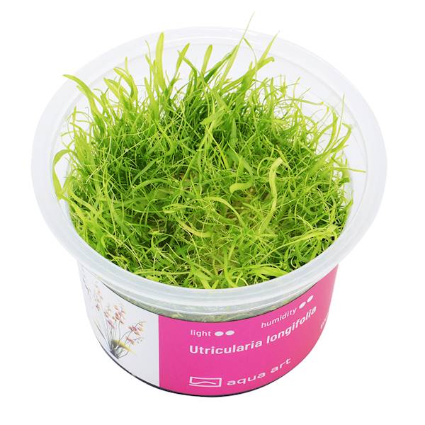 Utricularia longifolia  