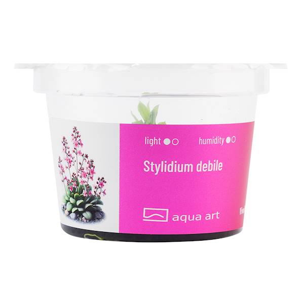 Stylidium debile 