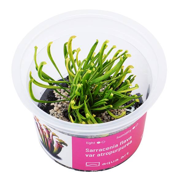 Sarracenia flava var atropurpurea 
