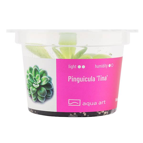 Pinguicula 'Tina' 