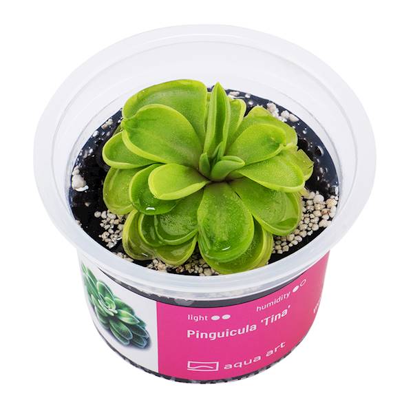 Pinguicula 'Tina' 