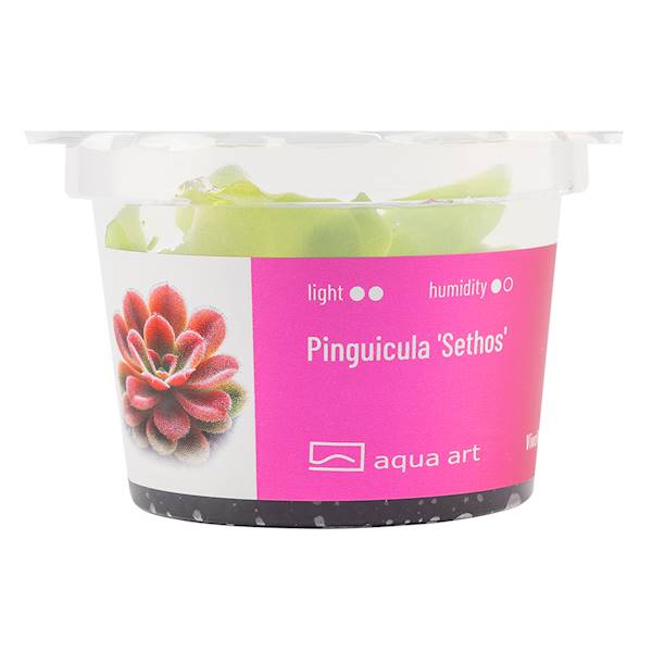 Pinguicula 'Sethos' 