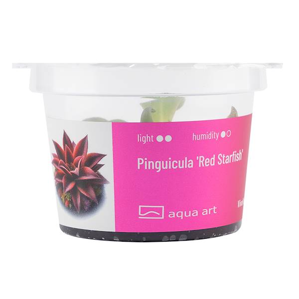 Pinguicula 'Red Starfish' 