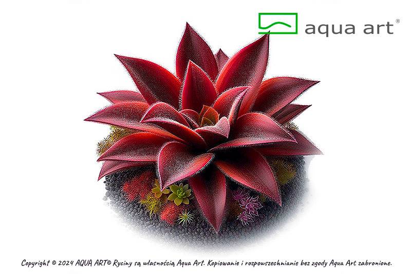 Pinguicula 'Red Starfish' 