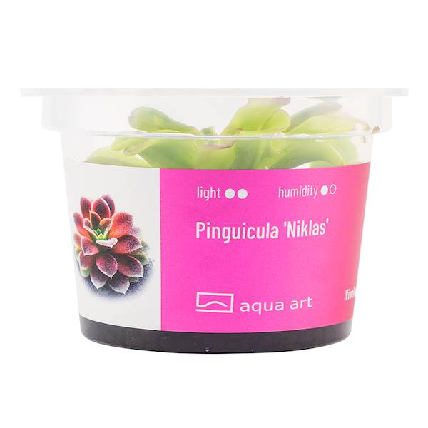 Pinguicula 'Niklas' 