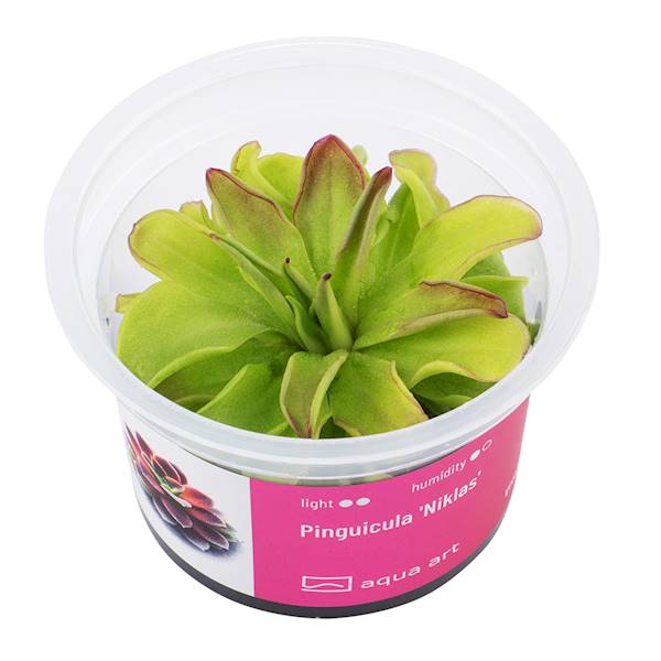 Pinguicula 'Niklas' 