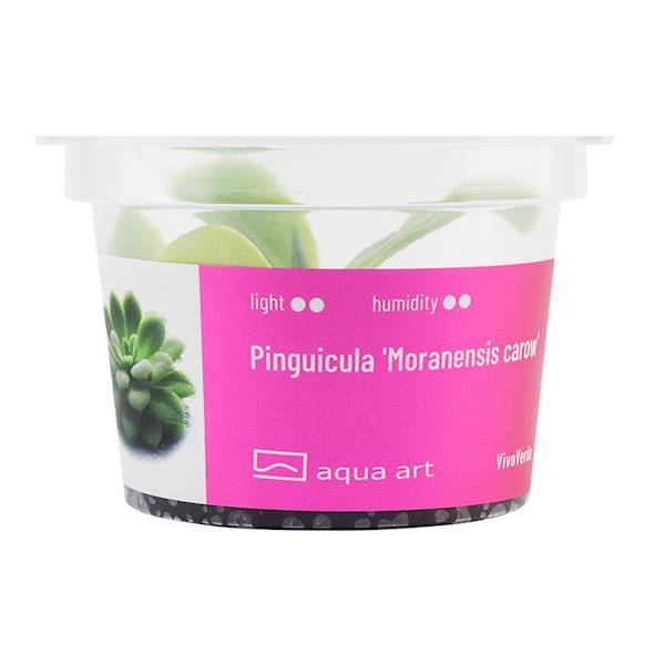 Pinguicula 'Moranensis carow' 