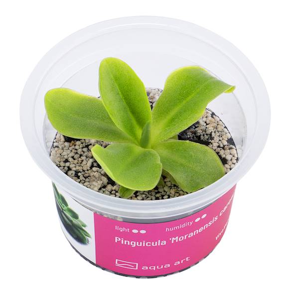 Pinguicula 'Moranensis carow' 