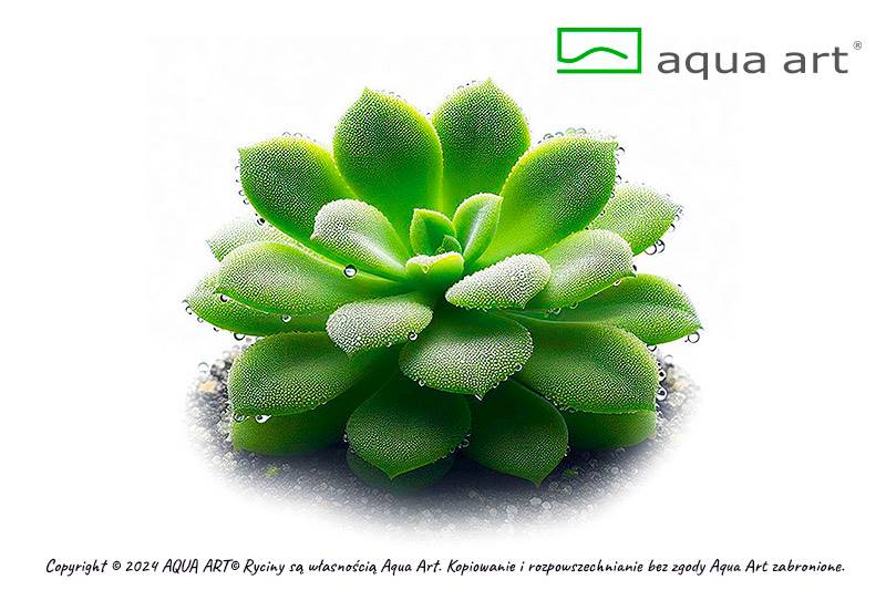 Pinguicula 'Moranensis carow' 