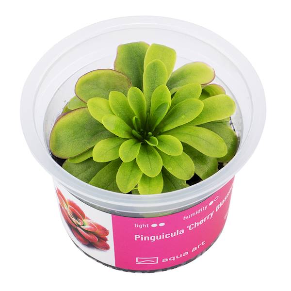 Pinguicula 'Cherry Blossom ' 