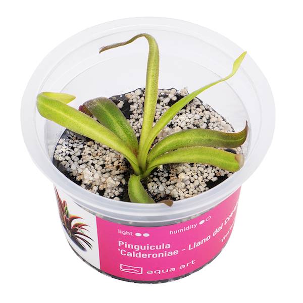 Pinguicula 'Calderoniae - Llano del Conejo' 