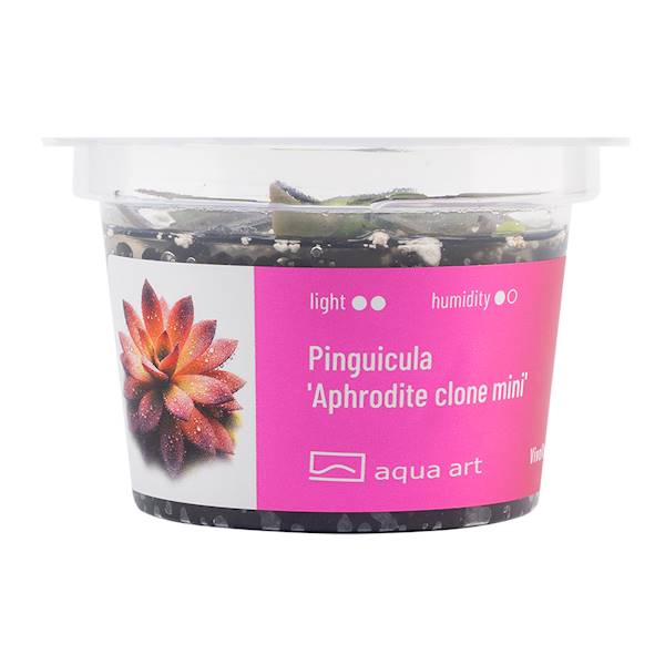Pinguicula 'Aphrodite clone mini' 