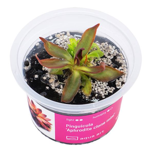 Pinguicula 'Aphrodite clone mini' 