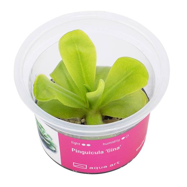 Pinguicula ‘Gina’ 