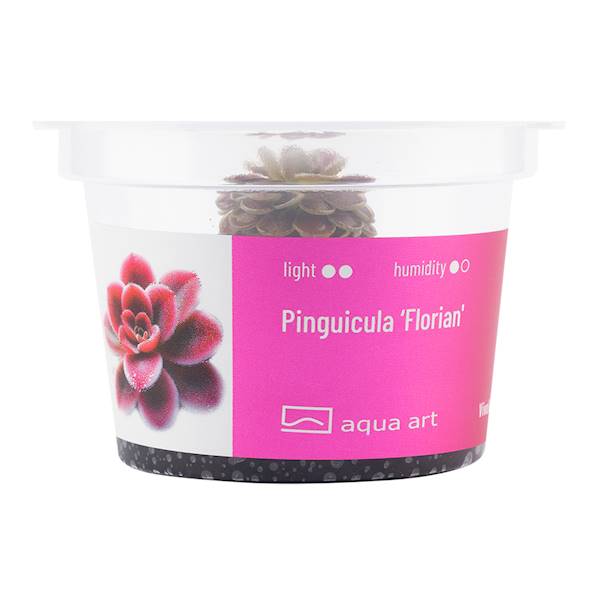 Pinguicula ‘Florian' 