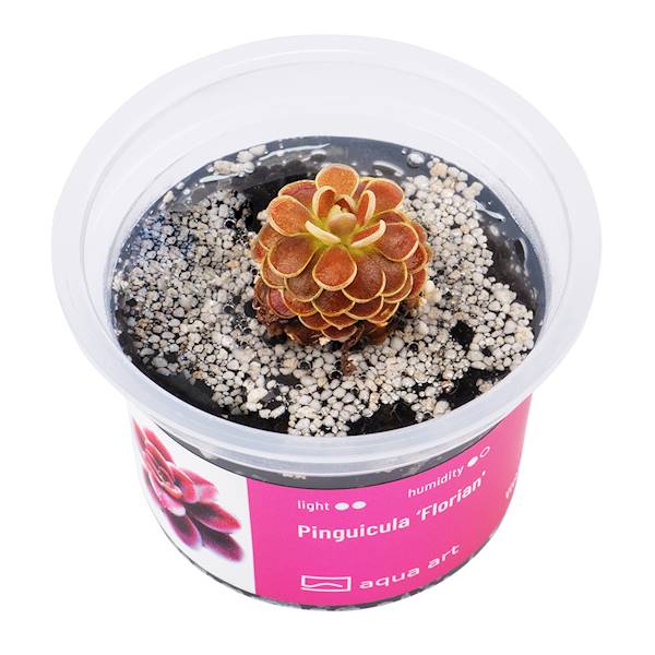Pinguicula ‘Florian' 