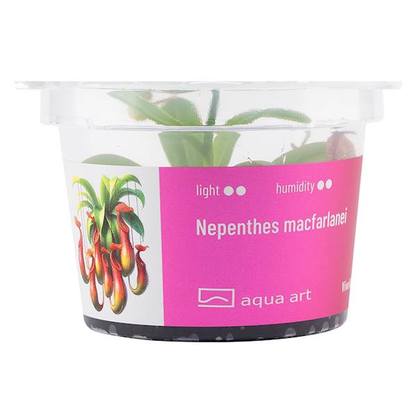 Nepenthes macfarlanei 