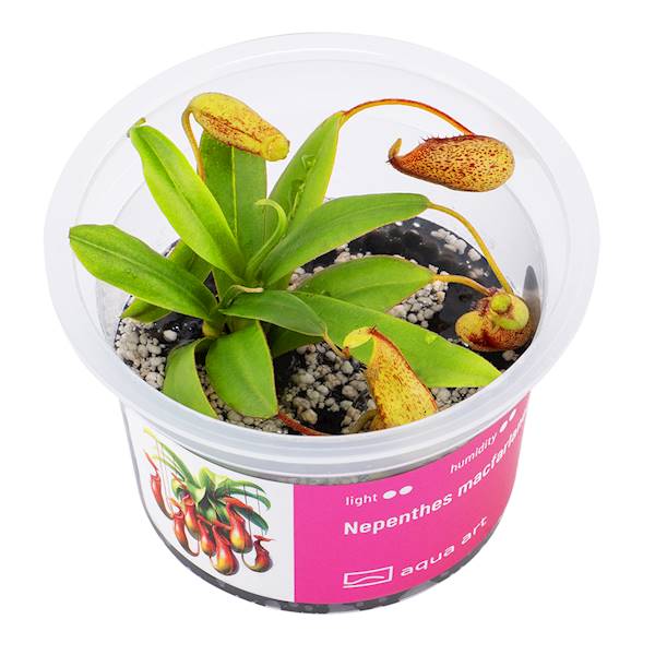 Nepenthes macfarlanei 