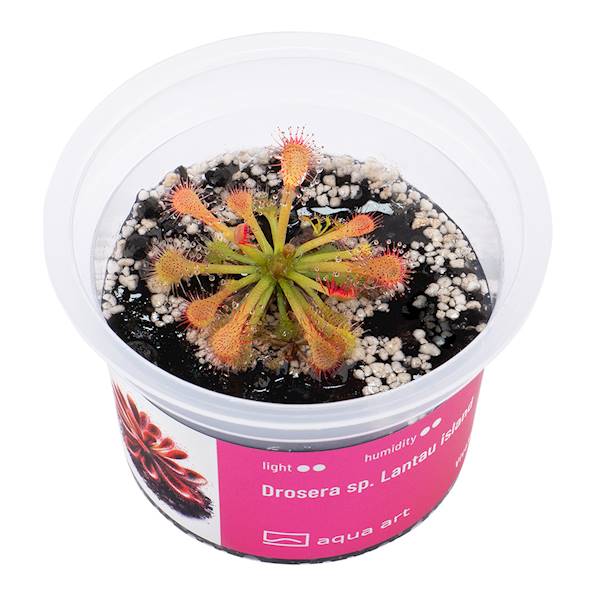 Drosera sp. Lantau island 