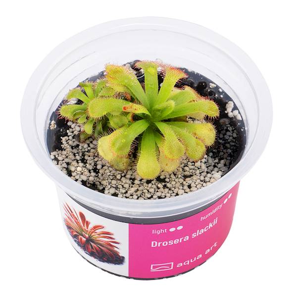 Drosera slackii 