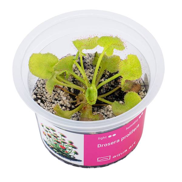 Drosera prolifera 