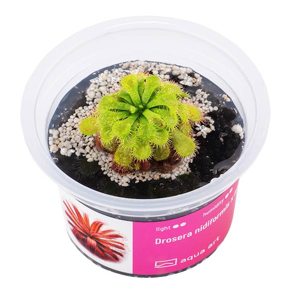 Drosera nidiformis x natalensis 