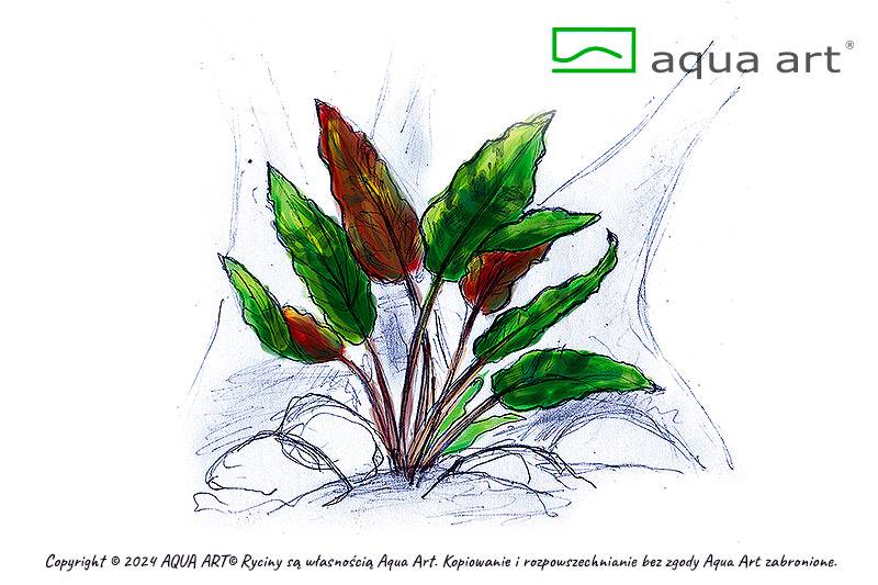 Cryptocoryne wendtii ’Mi Oya’