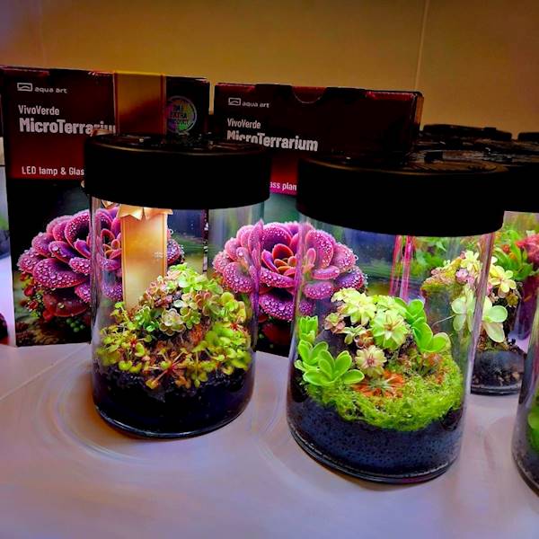 VivoVerde MicroTerrarium SET