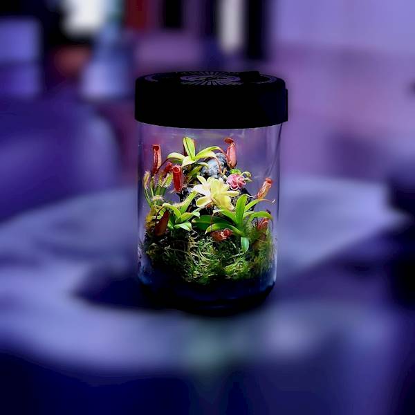 VivoVerde MicroTerrarium SET