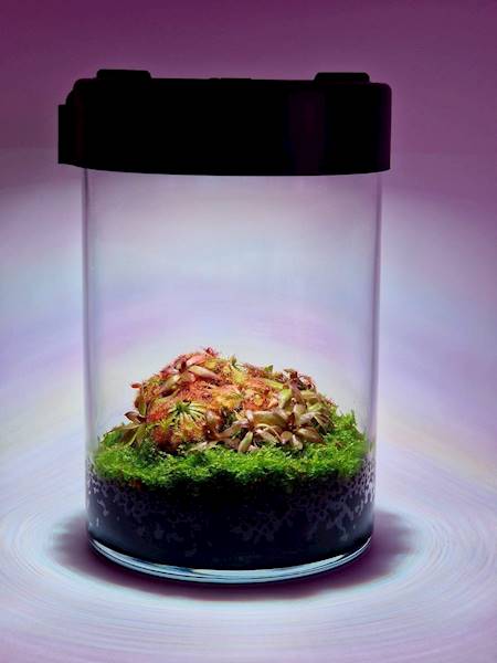 VivoVerde MicroTerrarium SET